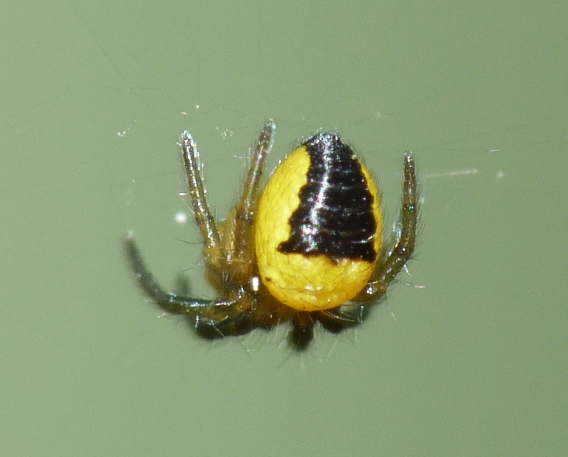 Araneus neonati